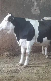 گاو آبستن سنگین