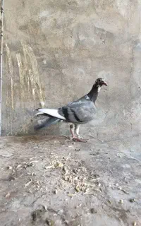 جوجه مسافتی