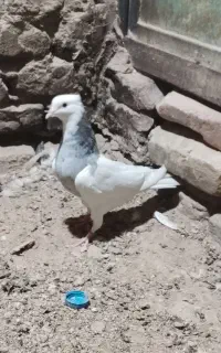 کبوتر‌طوقی‌الماسی