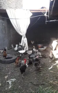 قو وغاز