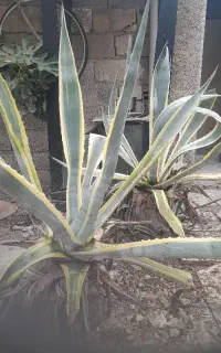 گل برای باغ