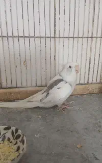جفت عروس هلندی
