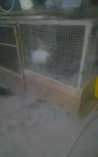 قفس مرغی
