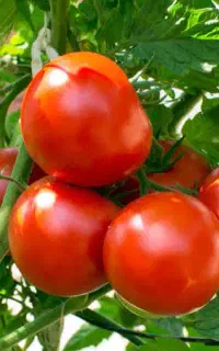 دستگاه آبگیری گوجه