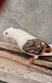 کبوترر