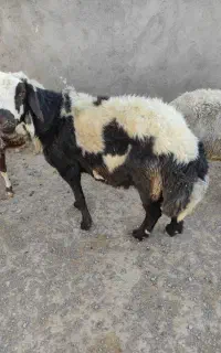 قوچ پلنگی