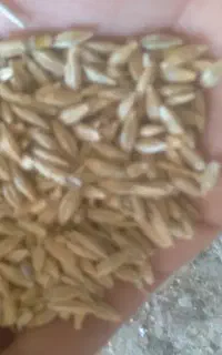 جو محلی کیلویی