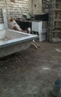 واگذاری سگ نگهبان قروق