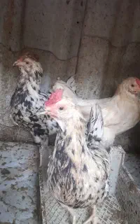 مرغ گلین تخم گذار