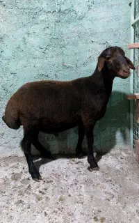 قوچ  هترو زیگوت