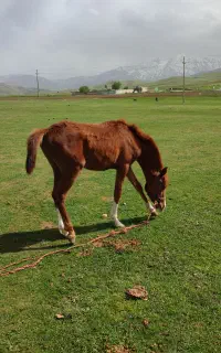 نریون سرحال