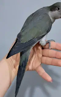 جوجه راهب کبالت نرخاص و زیبا فول رام کلکسیونی