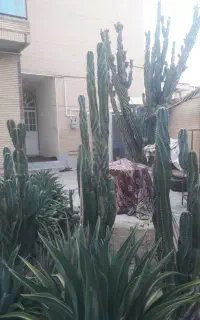 کاکتوس