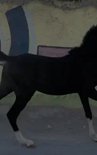 سیاه پنج نشان /با برگ کشش