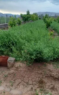 یونجه سرپا
