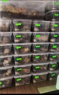 کاردرمنزل با حلزون شغل خانگی استخدام کار در منزل