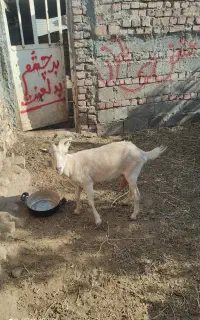 گوسفند