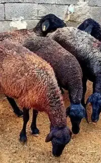 پنج تا میش سیاه فیلم مال ببین دونه ۲۹ بی بره.