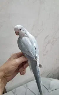 طوطی راهب