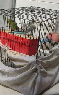 یک جفت مرغ عشق