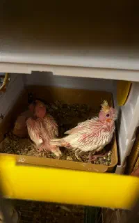یک جفت عروس هلندی مولد با جوجه هاش
