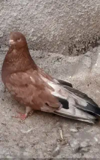 ساوه خیابان طالقانی ۱۹