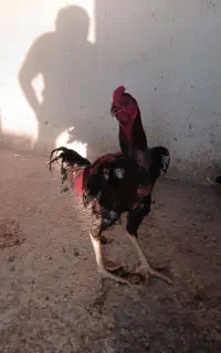 یک عدد لاری نژاد اوشاما