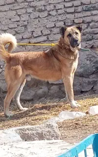 سگ سرابی
