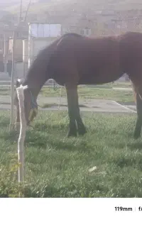 اسب ماده یکسال نیم