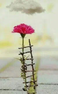 سیم کارت با شماره رند  رند