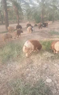 بره نر