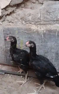 جوجه خروس لاری