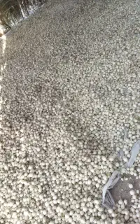 پیاز مینروا