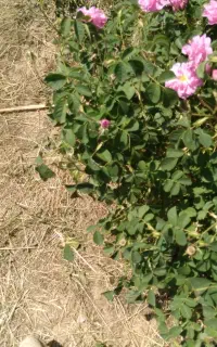 گل محمدی