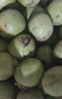 گردو تازه