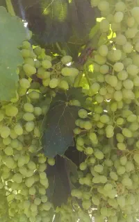 آبغوره