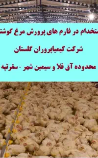 استخدام سالن دار و فنی کار در فارم پرورش مرغ گوشتی