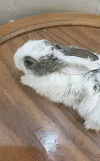 خرگوش