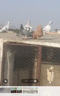 زرد کاکلی کرمونی قلدور