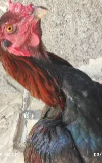 خروس لاری جوان