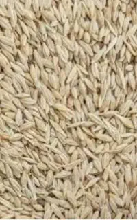 جو محلی قیمت۵۵