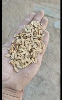 تخم خربزه امسالی