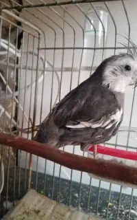 جوجه عروس هلندی