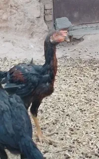 مرغ