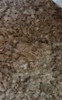 کود کبوتر