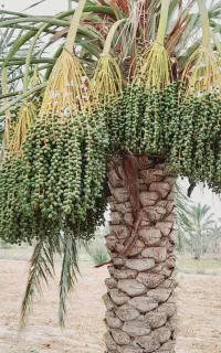 سلام مغ بندی ۰۰