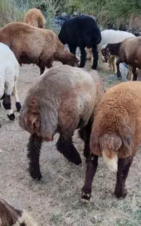 بره افشار نر جوان همدان گنجنامه