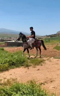 اسب