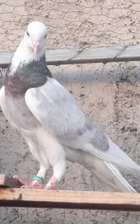 کبوتر