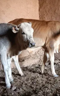 ۲ عدد گوساله نر سیستانی هندی نافی درجه یک
